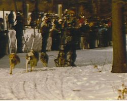 Dave Shaw racing a five dog team. Dave Shaw racing a five dog team.