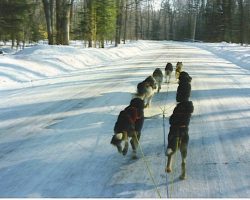 View from the sled. View from the sled.