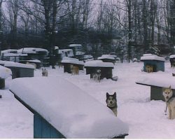 Dave Shaw's kennel in winter. Dave Shaw's kennel in winter.