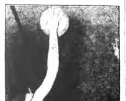 Bill Present. March 13, 1941.